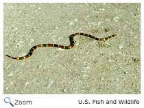 Coral Snake