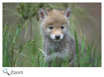 Coyote