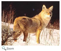 Coyote
