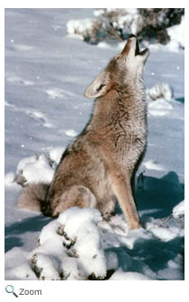 Coyote