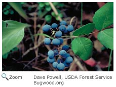 Creeping barberry