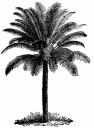 Cycad