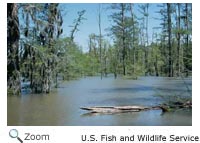Cypress Swamp
