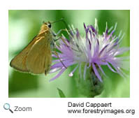 Delaware skipper