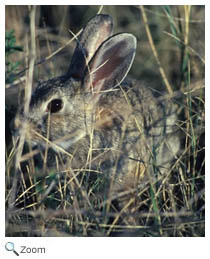 Desert Cottontail
