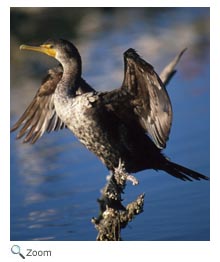 Double-crested Cormorant