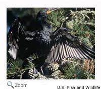 Double-breasted Cormorant