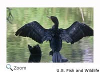 Double-crested Cormorant