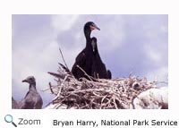 Double-crested Cormorant