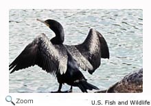 Double-crested Cormorant