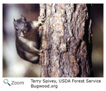Douglas Squirrel