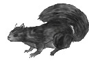 douglas squirrel