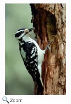 Downy Woodpecker