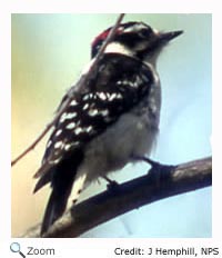 Downy Woodpecker