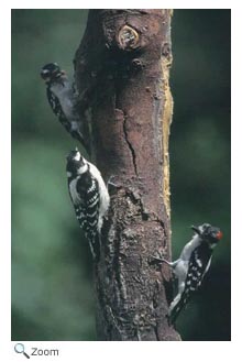 Downy Woodpecker