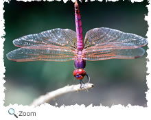 dragonfly