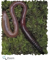 Earthworm