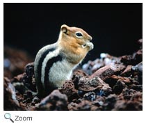 Chipmunk
