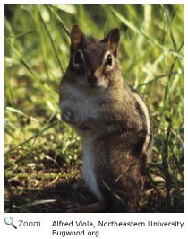 Eastern Chipmunk