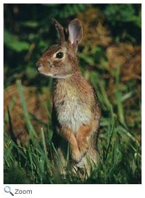Eastern Cottontail