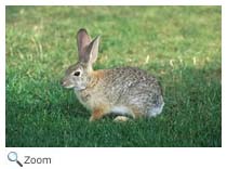 Eastern Cottontail