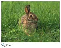 Eastern Cottontail