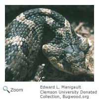 Eastern hognose Snake