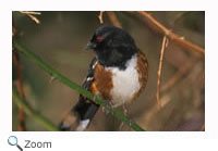 Eastern Towhee