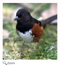 Eastern Towhee