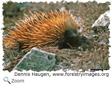 echidna