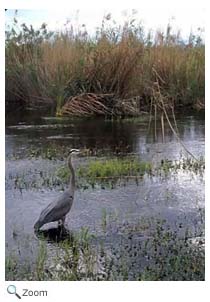 Everglades