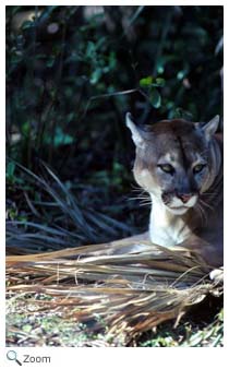 Florida Panther