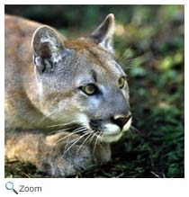 Florida Panther