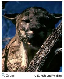 Florida Panther