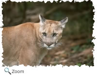 Florida Panther