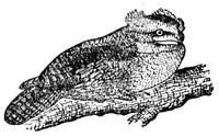 Frogmouth