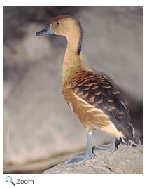 Fulvous Whistling-duck