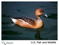 Fulvous Whistling-Duck