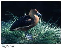 Fulvous Whistling-Duck