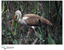 Glossy Ibis