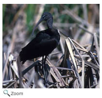 Glossy Ibis