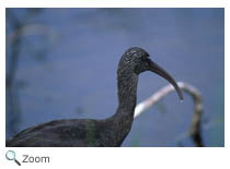 Glossy Ibis