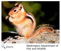 golden mantled ground squirrel