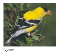 Male Goldfinch