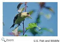 Goldfinch