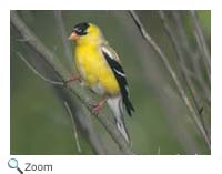 Goldfinch
