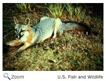 gray fox