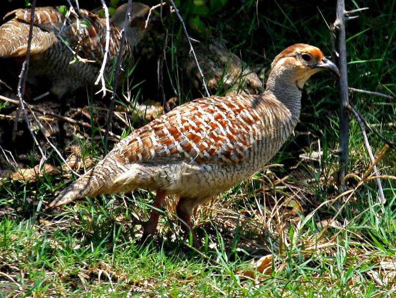 WhistleBack Quail Food Plot Seed – Wildlife Bird Food For Quail, Turkey, Pheasant & Doves
