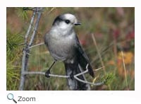 Gray Jay