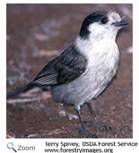 Gray Jay